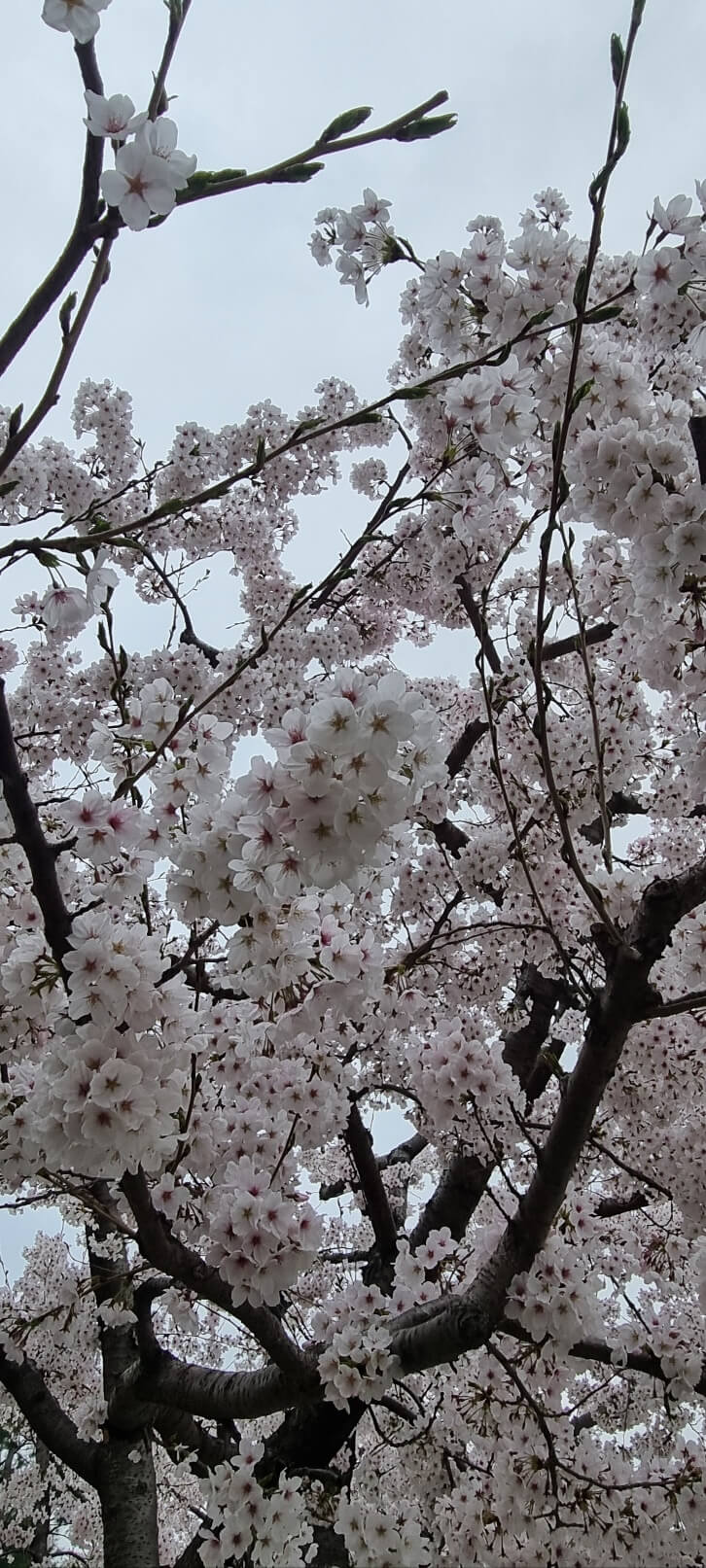 안양천 벚꽃 축제