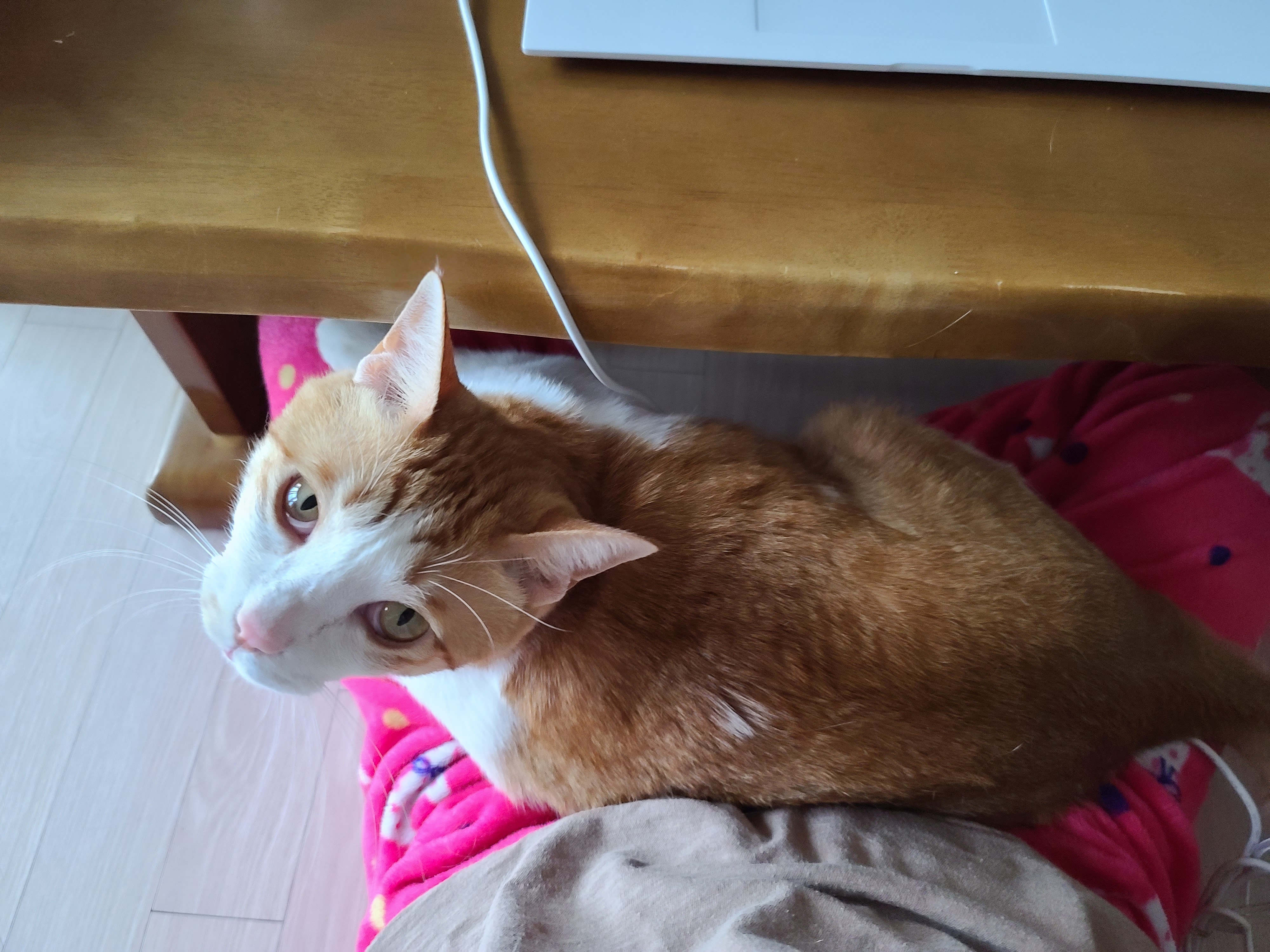 엄마 집사 무릎위 치즈냥이들 (feat. 무릎냥이들)