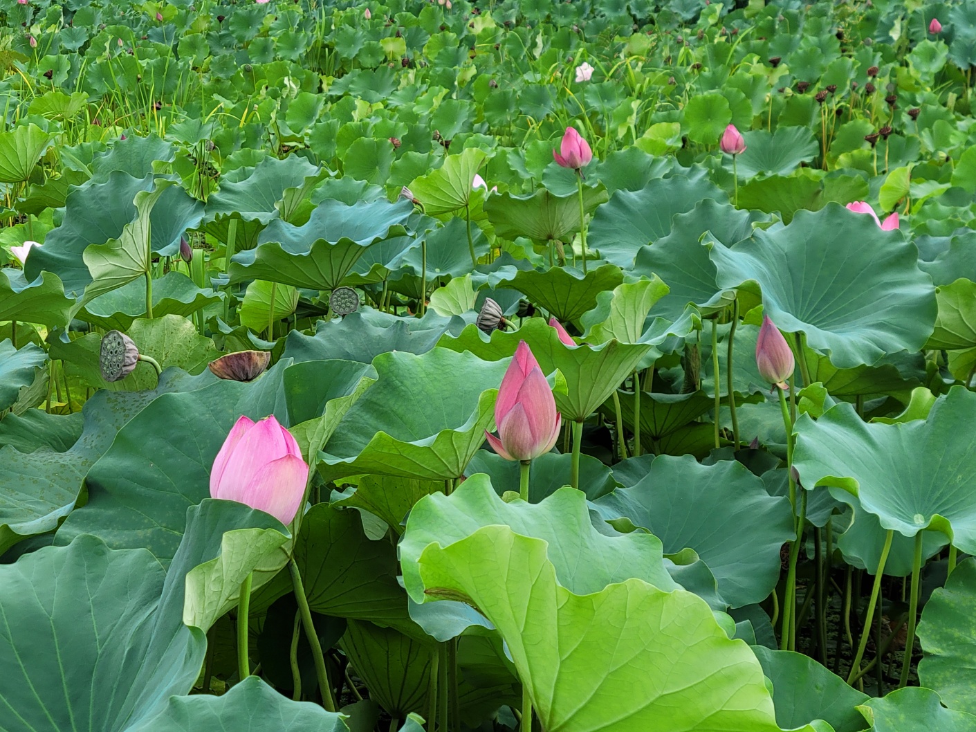 이미지-alt-태그-세미원 연꽃