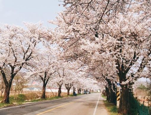 양주 벚꽃
