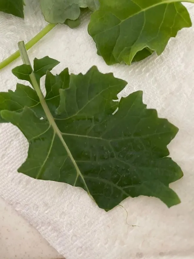 콜라드 재배 상자 텃밭 배양토 배합 병해 줄이기_1