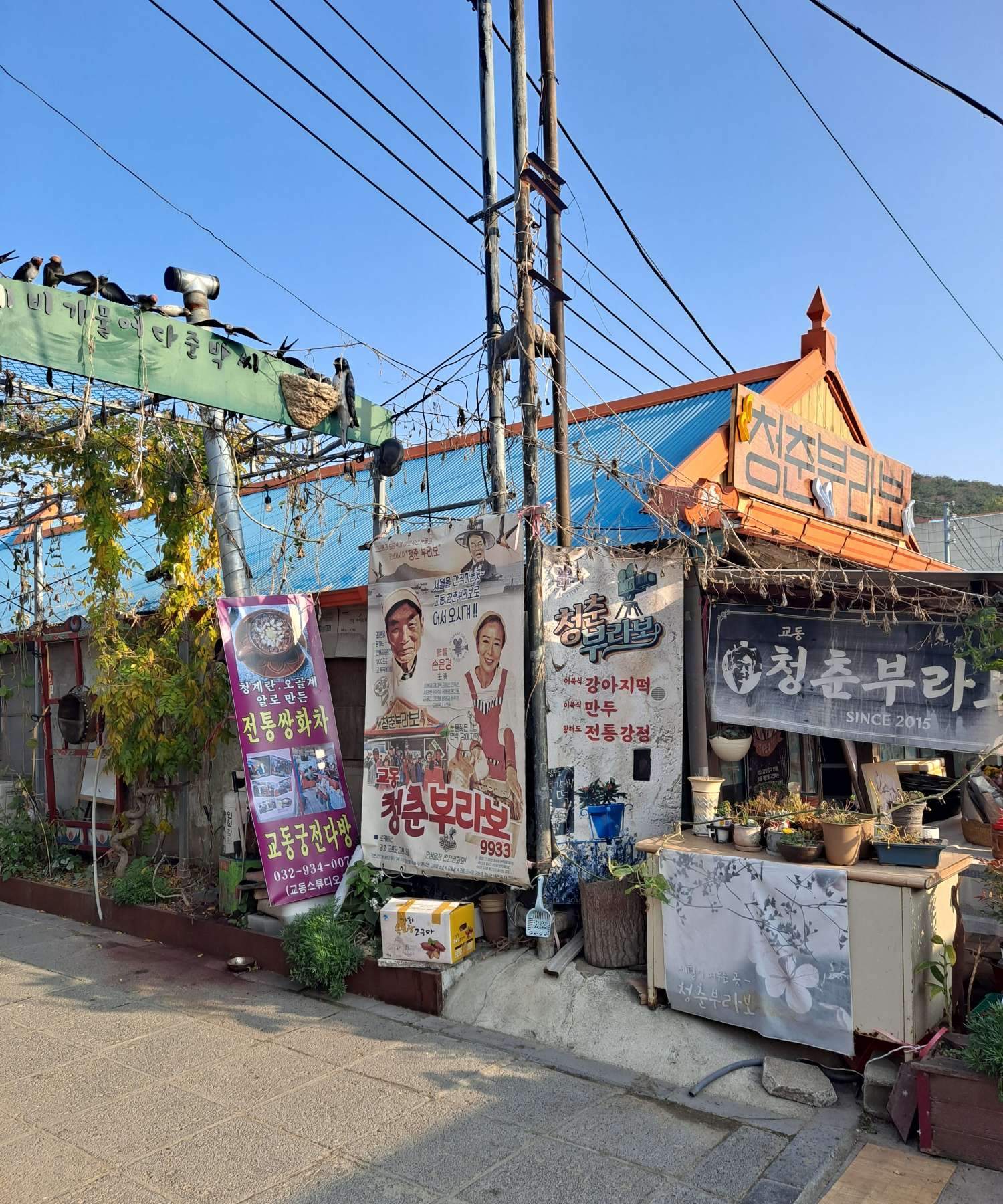 청춘부라보 소개