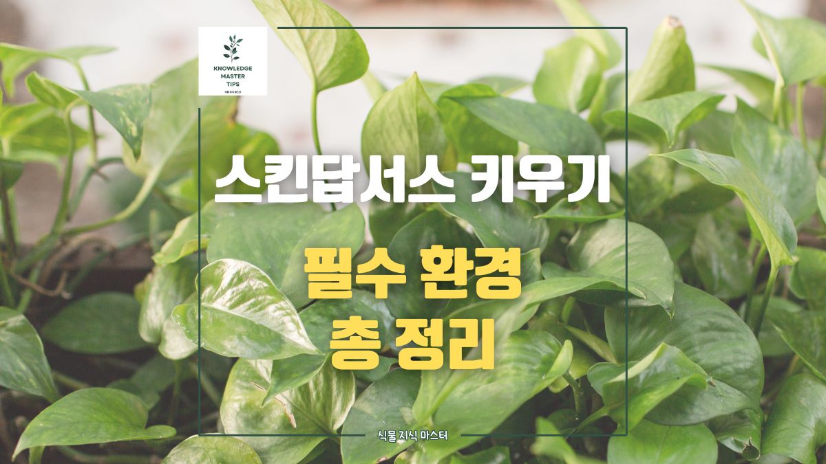 스킨답서스 키우기, 필수 환경 총 정리