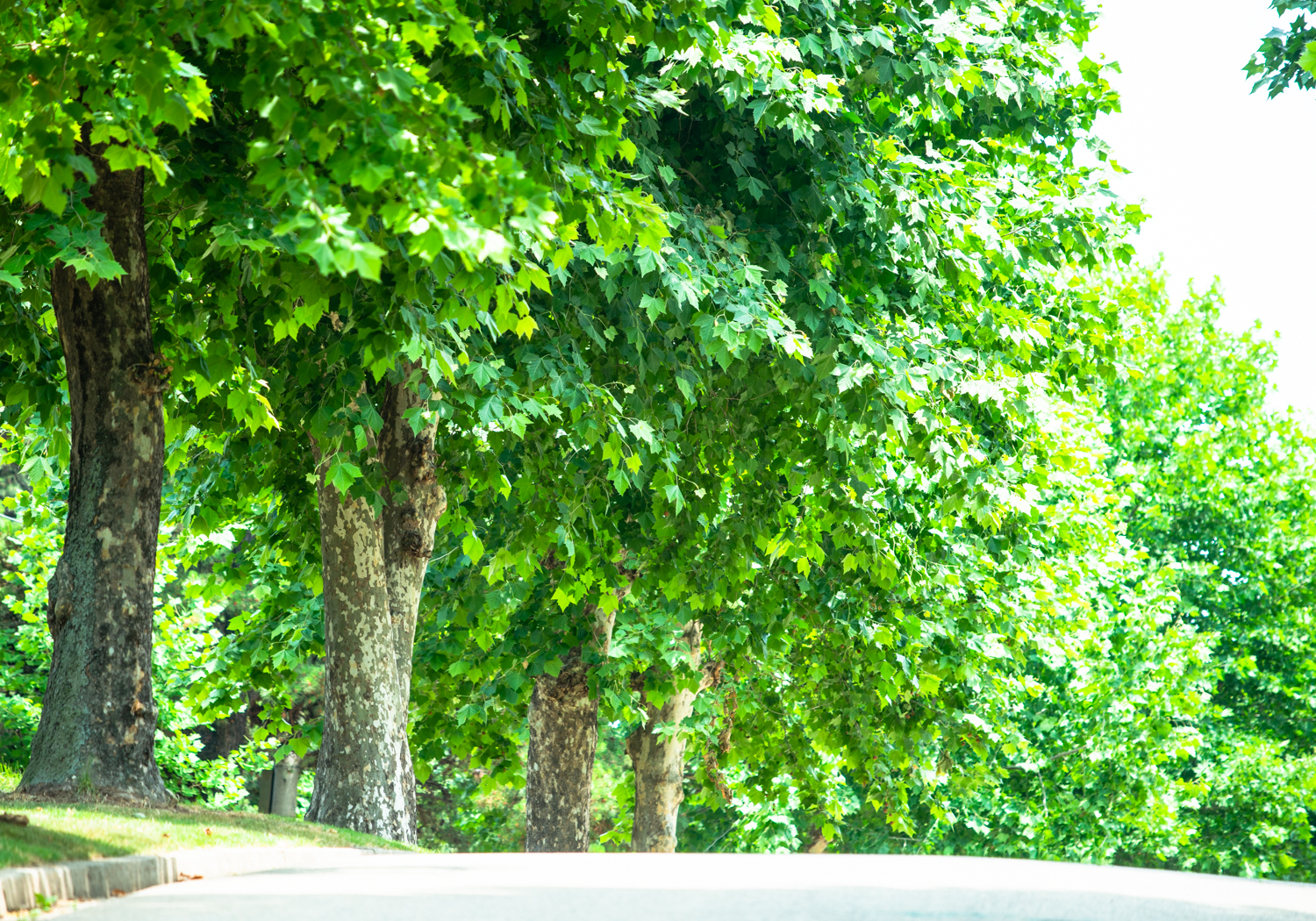 양버즘나무 가로수길