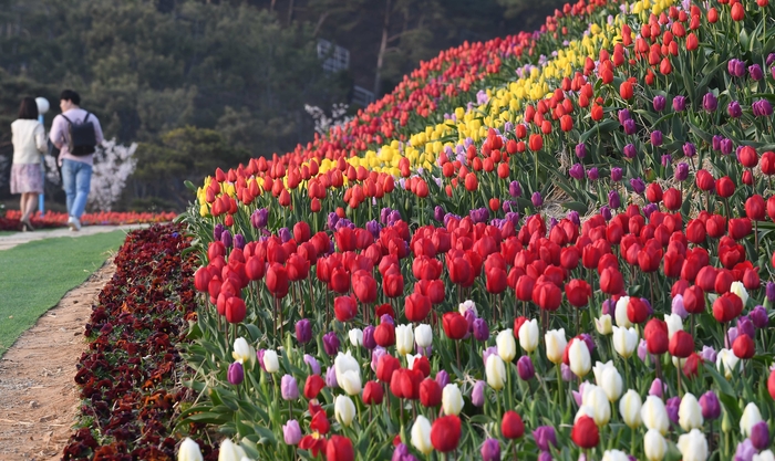 태안 튤립축제