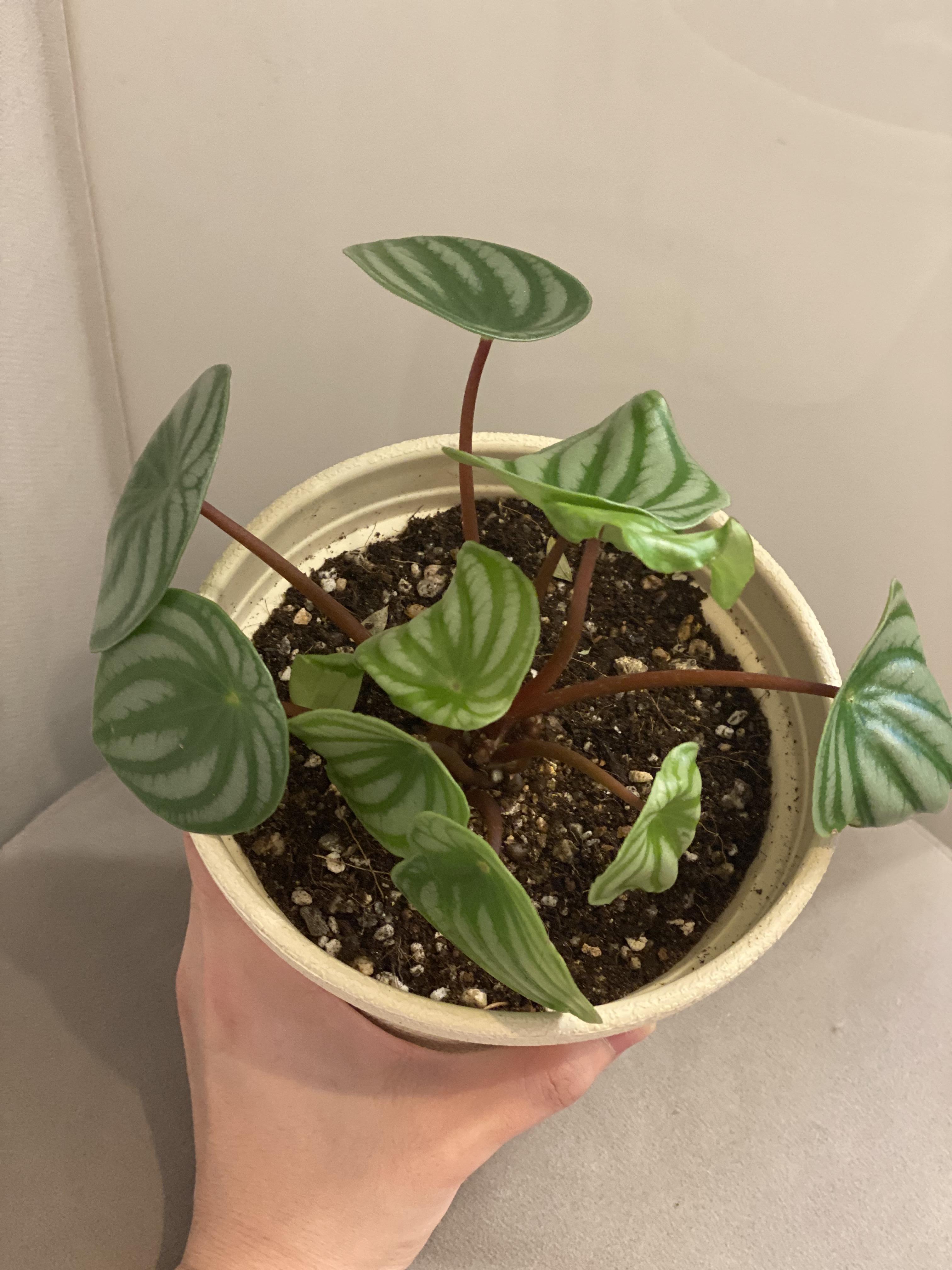 수박페페 정리완료1