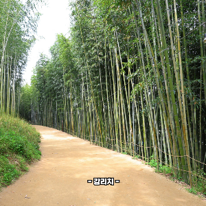 대나무 죽순 효능