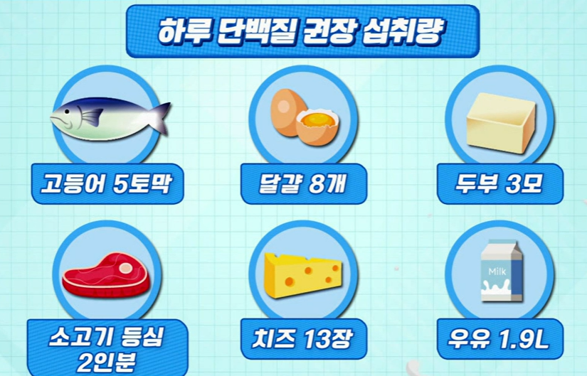 하루 단백질 섭취량