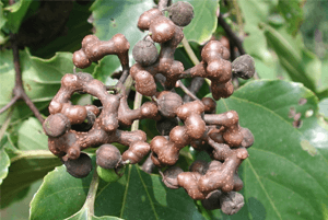 헛개나무효능10