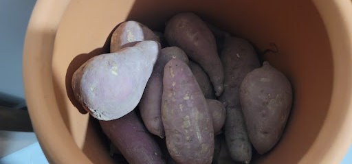 실내 항아리에서 보관하는 고구마 모습