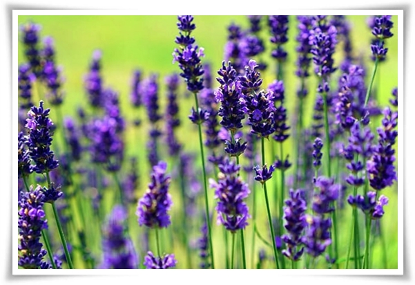 &quot;라벤더&quot; 향긋한 보랏빛 유혹, 자연이 선물하는 힐링과 영감의 향기!