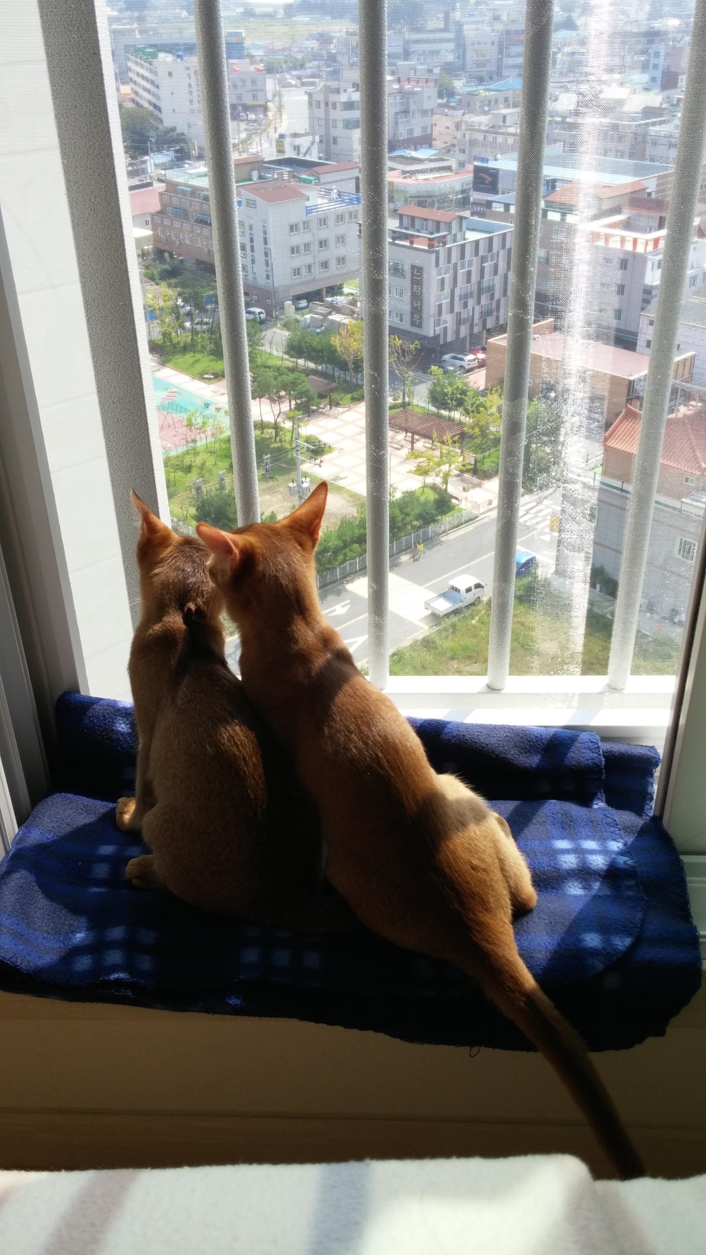 다정하게_기대서_창밖_구경중인_루디와_루나