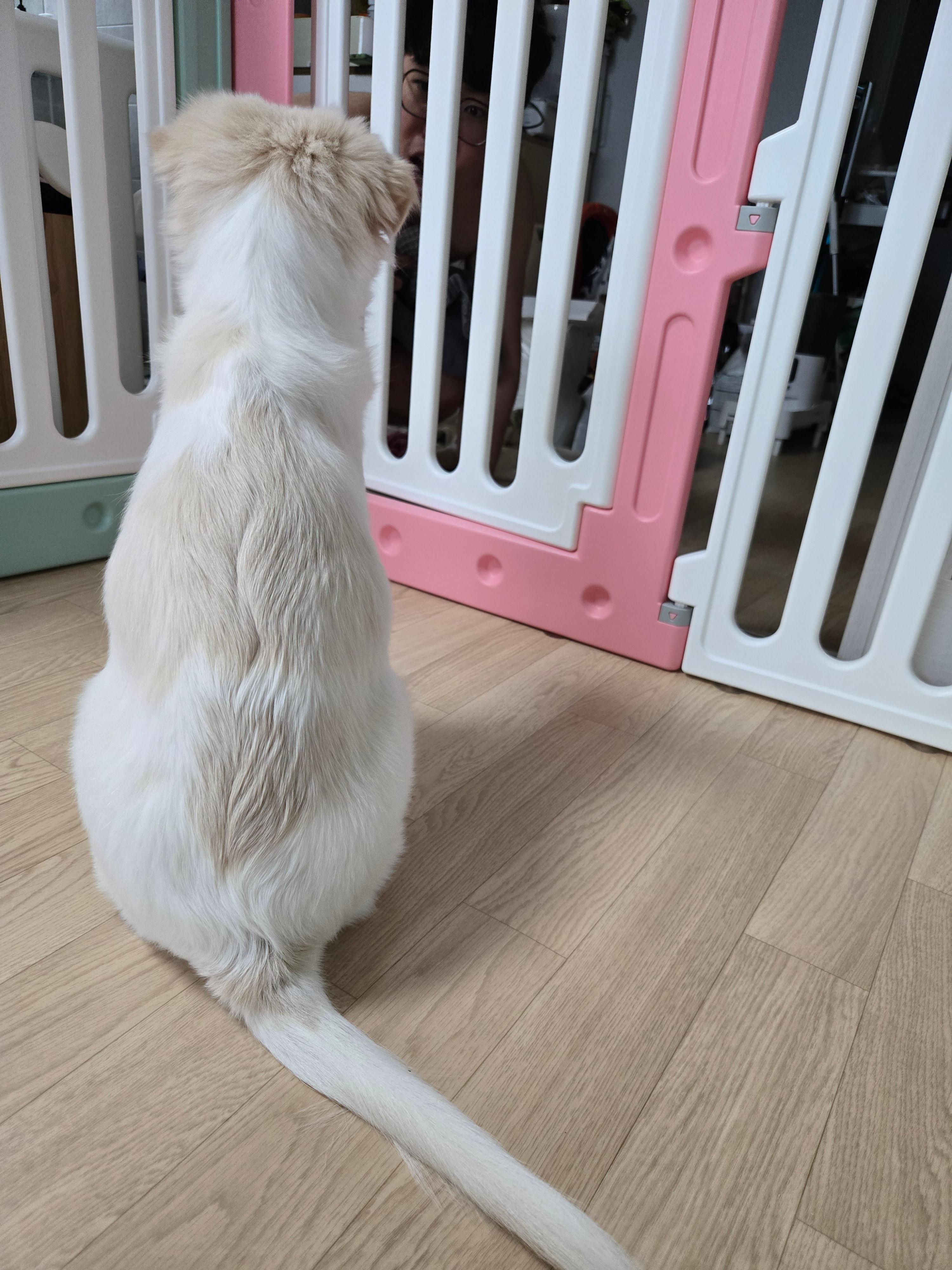 울타리 너머의 보호자를 응시하며 앉아있는 작고 귀여운 강아지의 귀여운 뒷모습의 풀샷을 찍은 사진