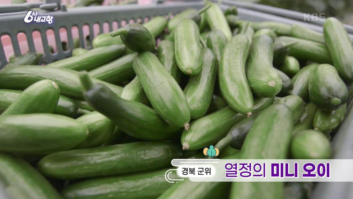 6시내고향-미니오이