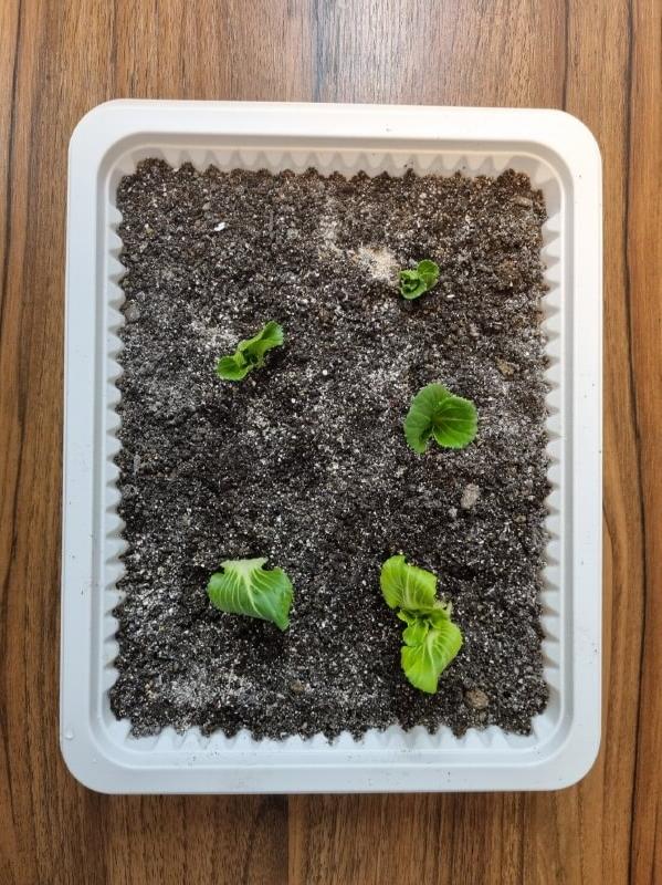 마트에서 산 청경채 3