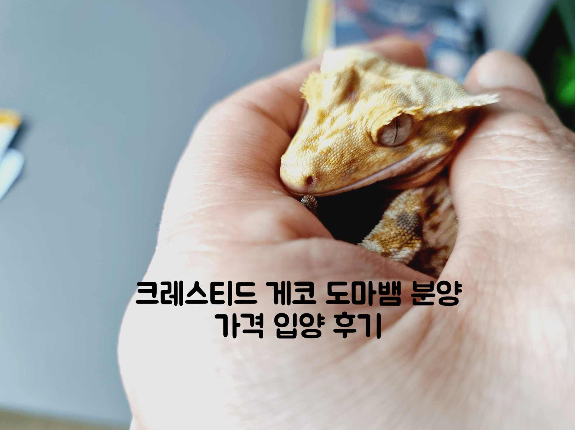 크레스티드 게코 도마뱀