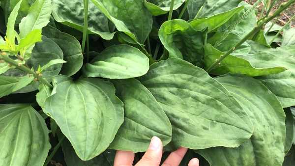 차전자피의 효능 핵심은 '이것'