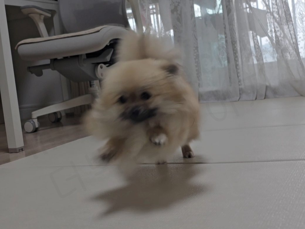 달리는 강아지