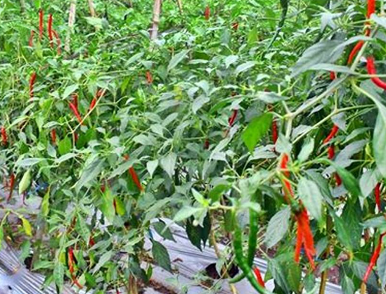 고추 진딧물 제거4