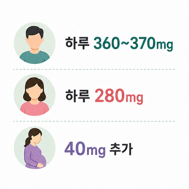 성인 남성 360~370mg, 여성 280mg, 임신부 추가량을 정리한 권장섭취량