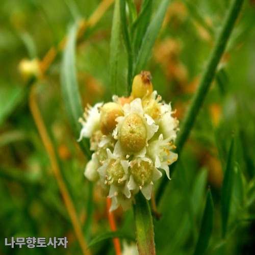토사자