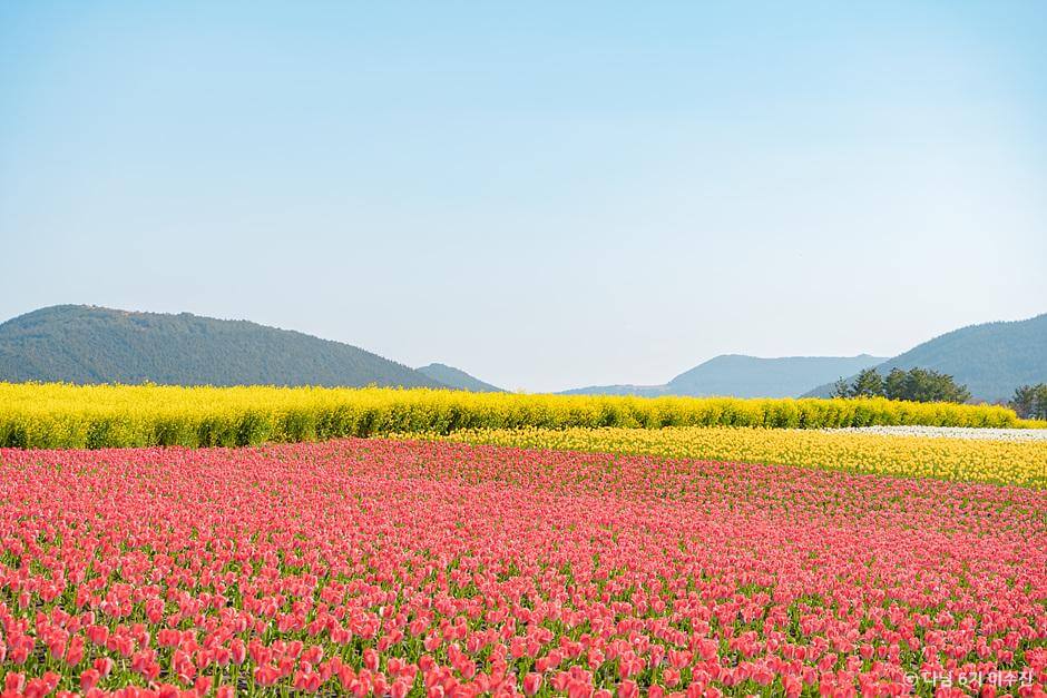 튤립명소 제주 보롬왓