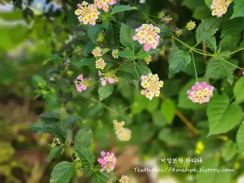 병충해없이-개.고양이 없이-맘껏 자라라