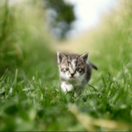 짐승 꿈 해몽 풀이