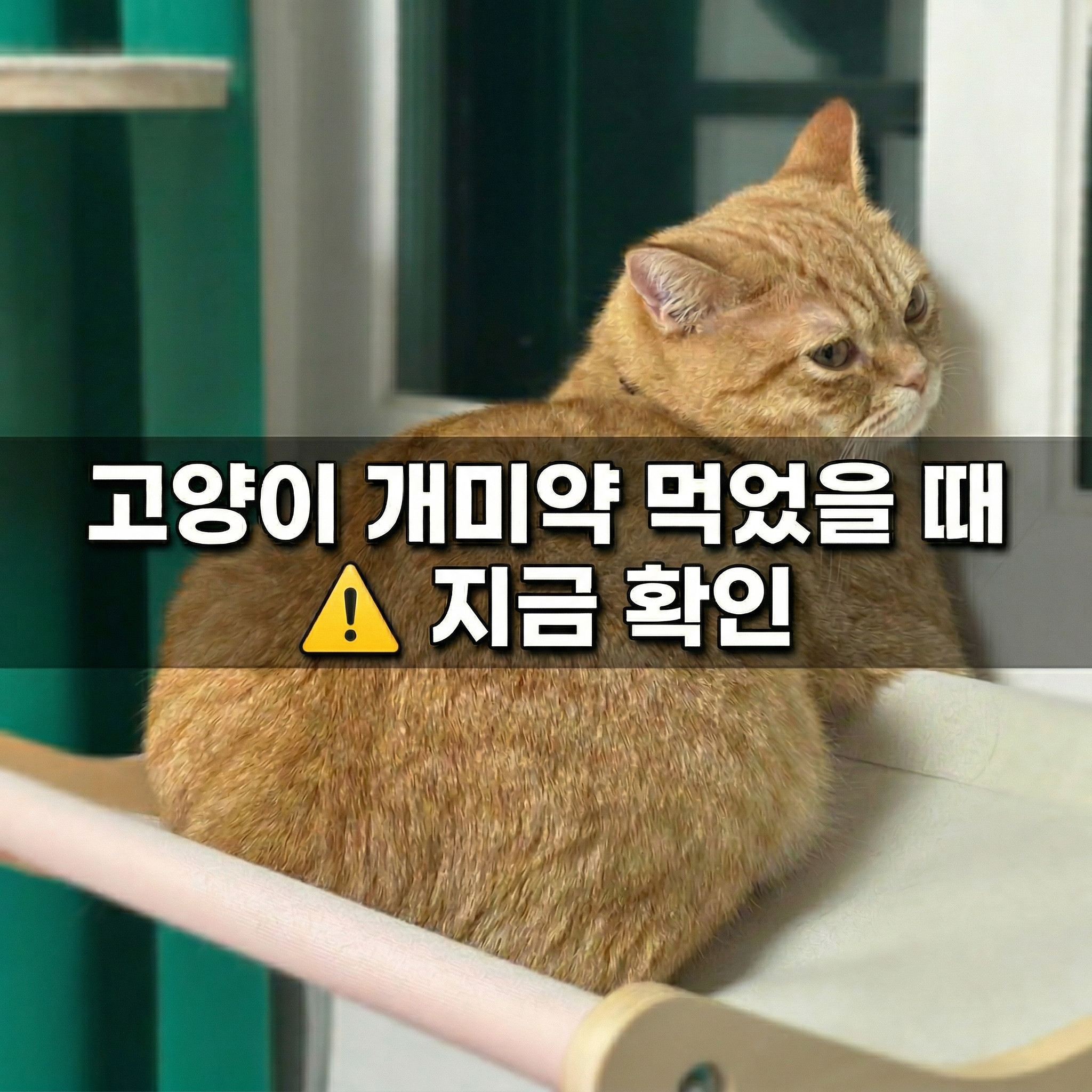 고양이 개미약 먹었을 때 확인할 것