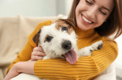 terrier/출처:어도비스톡