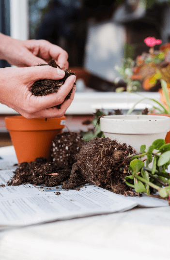 분갈이 제대로 하는 방법, 분갈이