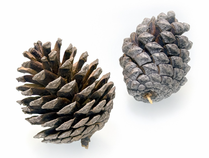 잣(松子, Pine Nut)의 이해와 활용 관련 사진