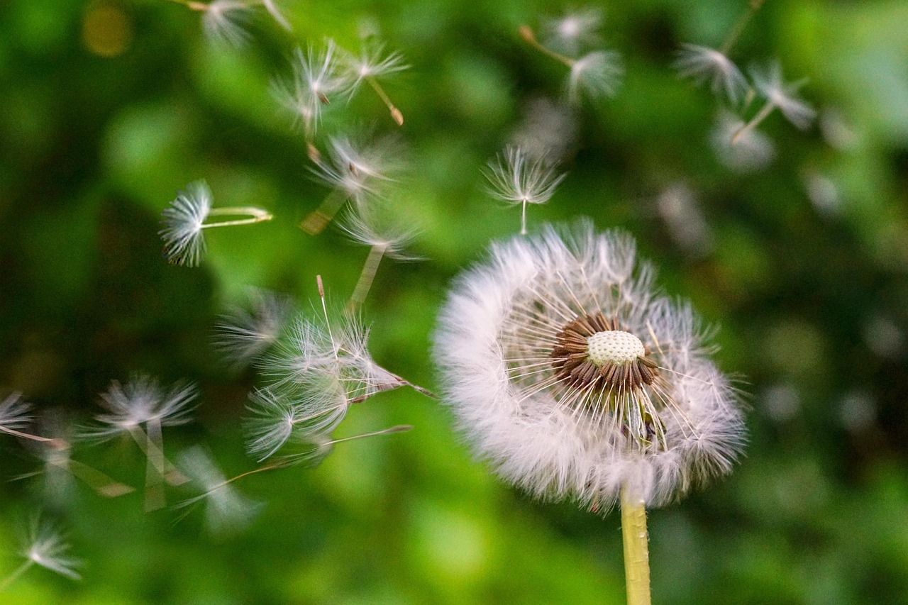 바람에 날리는 씨앗