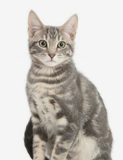 고양이 산책