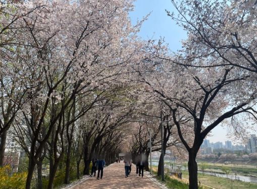 동작구 벚꽃