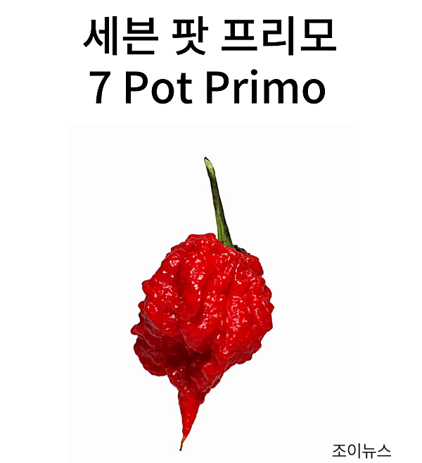 세븐 팟 프리모(7 Pot Primo)