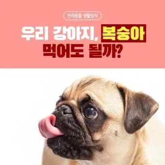 강아지 천도복숭아 먹어도 될까 안전한 급여 방법_14