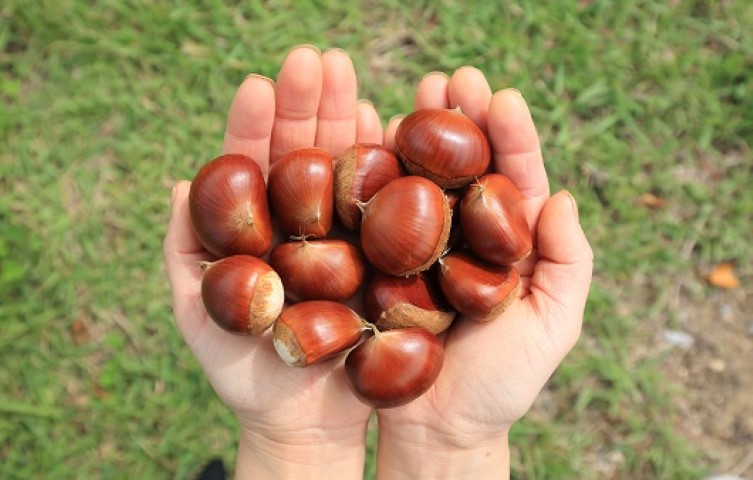 강아지 밤 먹어도되나요