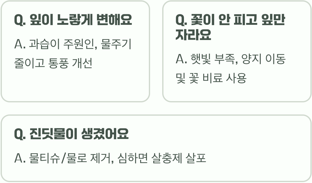 여름의 여왕, 만데빌라 키우기 A to Z