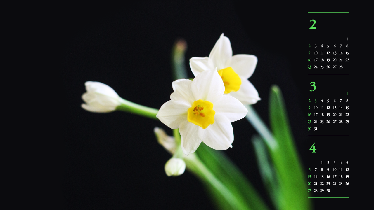 09 흰색 수선화 검정배경 B - 2025년3월 노트북배경화면