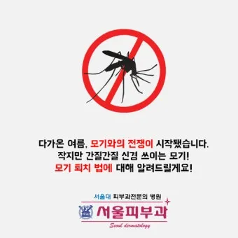 모기 박사님 추천 모기 퇴치법과 여름철 모기 없는 집 만들기 실전 전략_14