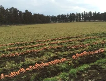 당근 재배 씨 뿌리기 토심 확보 잡초 관리_13