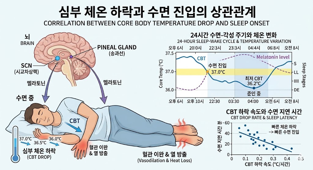 심부 체온 하락과 수면 진입의 상관관계를 보여주는 의학적 도식.