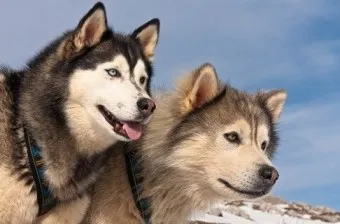 말라뮤트 분양 가격 알래스칸 허스키 차이 성격 특징 수명_8