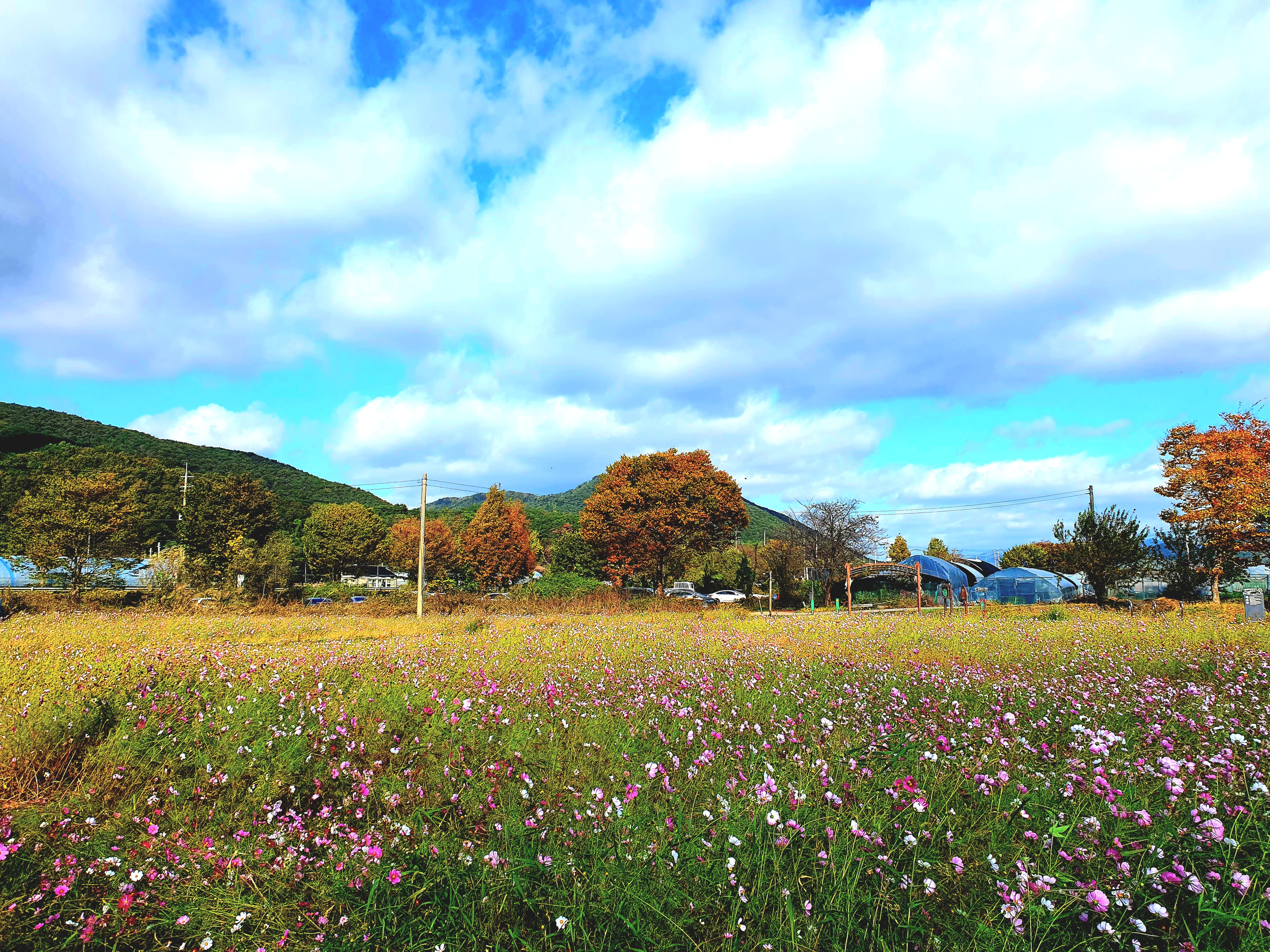 코스모스-풍경이-예쁩니다.