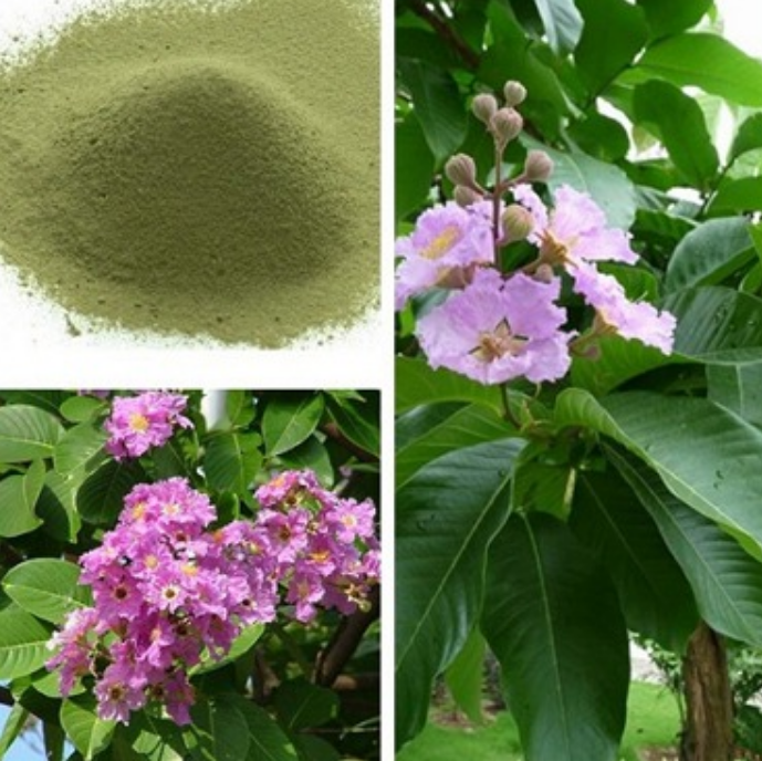 바나바잎과-추출물이-나란히-놓여있는-모습