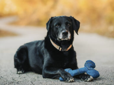 강아지 나이 알아보는 방법ㅣ강아지 나이 환산
