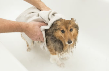 개의 신진대사 이상이 원인인 '지루증'