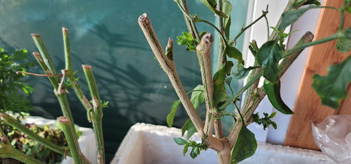 갈색의 잘라진 고추 모종에 새싹이 잔뜩 돋아나 있고 고추 한 개가 매달려 있는 모습