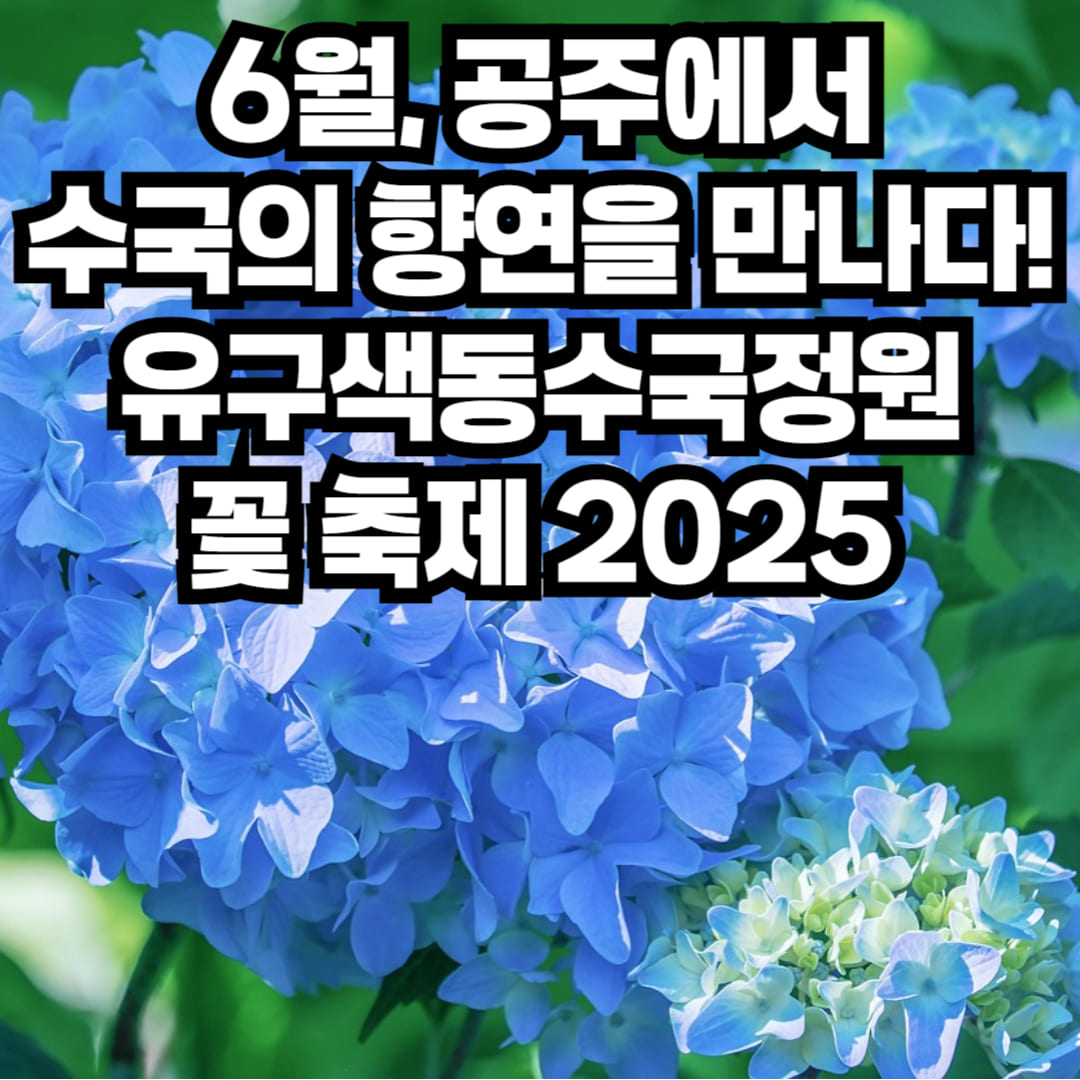 공주 유구 색동 수국 정원 꽃 축제 2025